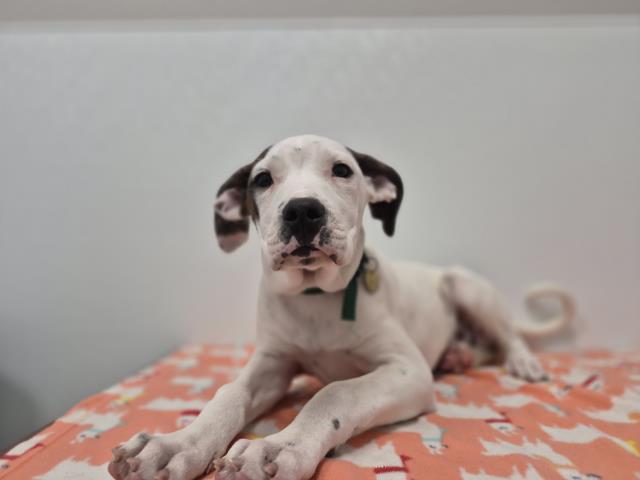 Zendaya - Female - Pit Bull-Mix