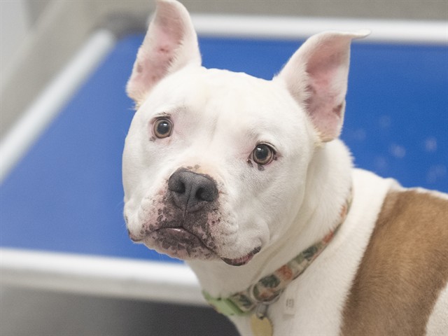 Daisy - Female - Pit Bull