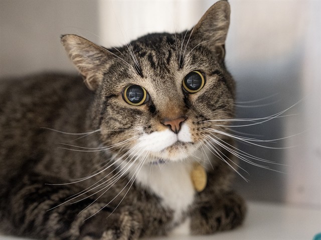 Socks - Male - Domestic SH