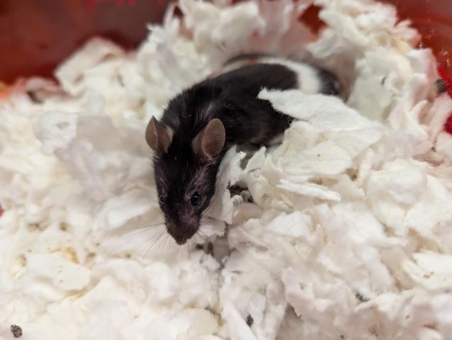 Mikey - Male - Mouse