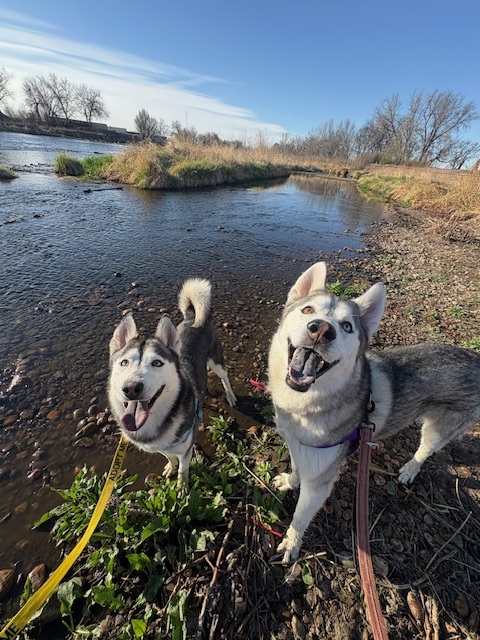Kai - Male - Siberian Husky