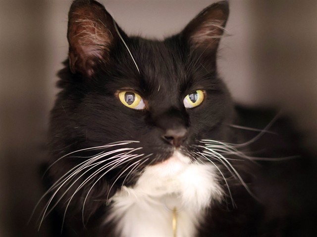 Mister Hughes - Male - Domestic SH