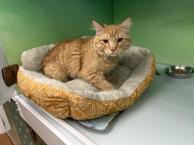 Sunny - Male - Domestic LH