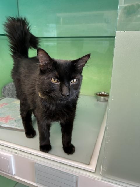 Shadow - Male - Domestic LH