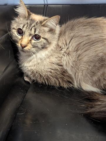  - Female - Domestic SH