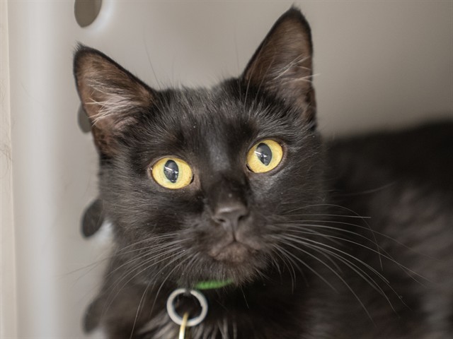 Panther - Female - Domestic MH