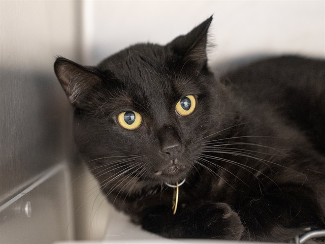 Bombay - Male - Domestic SH
