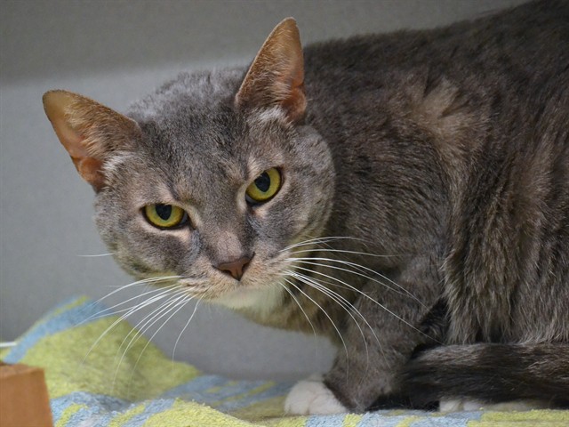 Fish - Female - Domestic SH