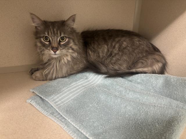  - Female - Domestic LH