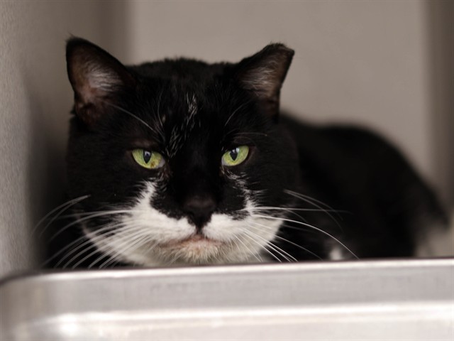 Lola - Female - Domestic SH