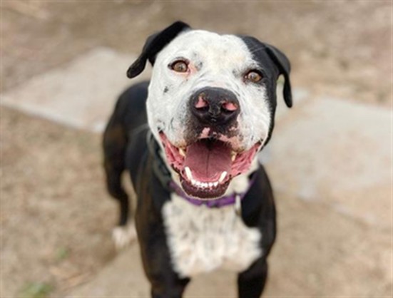 Marcel - Male - Pit Bull
