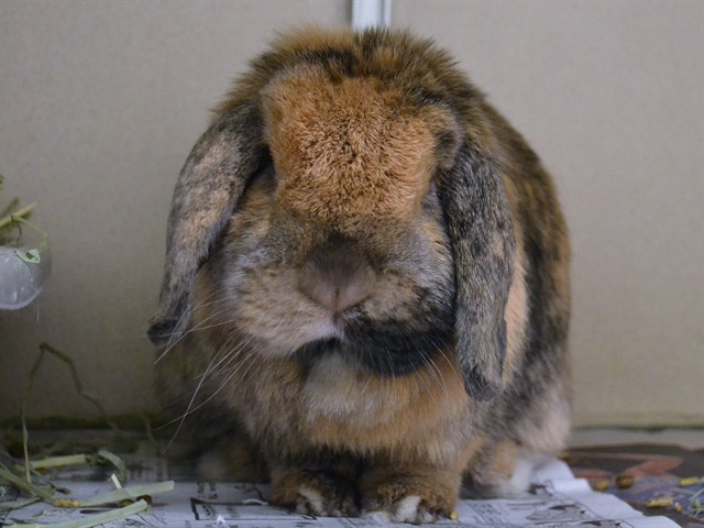 Pumpkin - Female - Lop