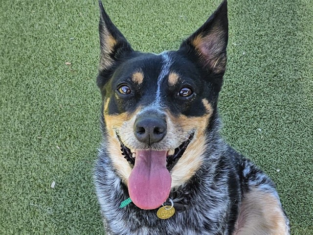 Loral - Female - Australian Cattle Dog
