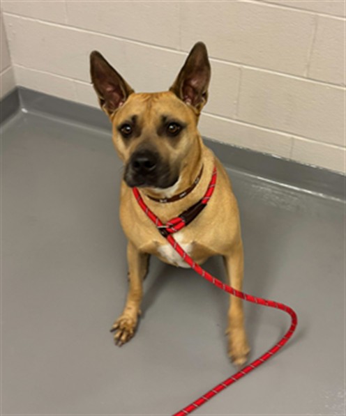 Scooby - Male - Pit Bull-Mix