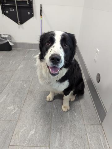 Newton - Male - Border Collie-Mix
