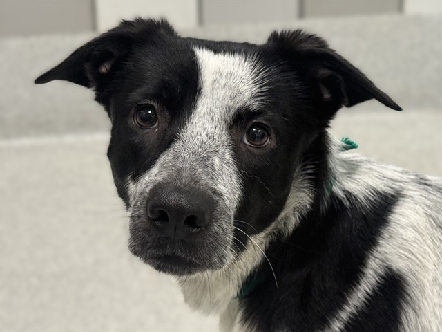 Milkshake - Female - Australian Cattle Dog