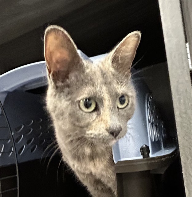  - Female - Domestic SH