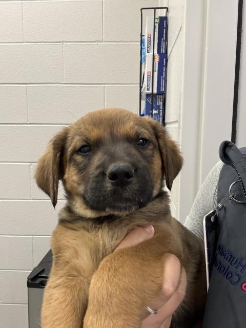 Rusty - Male - German Shepherd-Mix