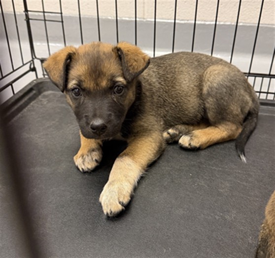 Shy - Female - German Shepherd