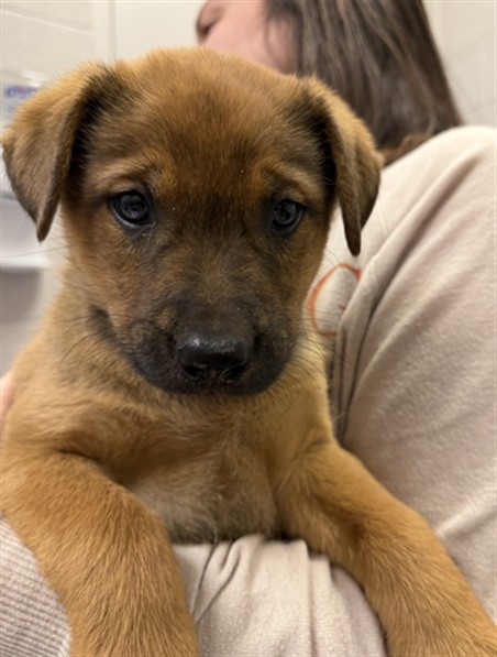 Buddy - Male - German Shepherd-Mix