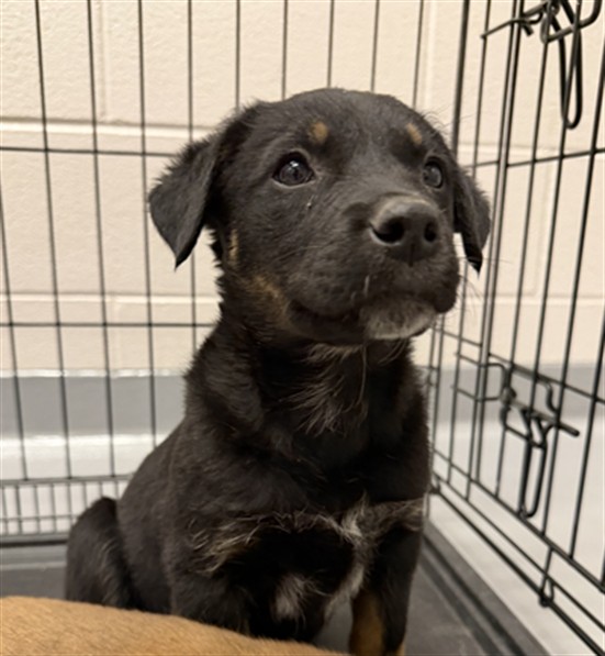 Raven - Female - German Shepherd-Mix