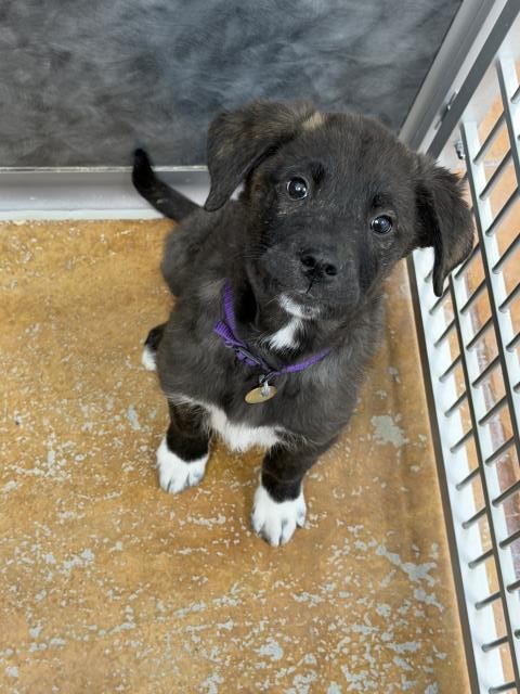 Jenson - Male - Nonspecific