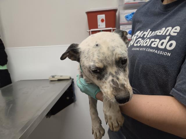 Audrey - Female - Australian Cattle Dog-Mix