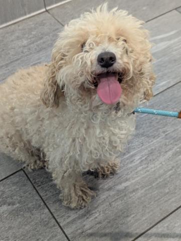  - Female - Miniature Poodle