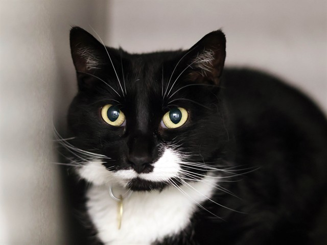 Raven - Female - Domestic SH