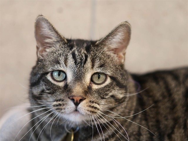 Archer - Male - Domestic SH