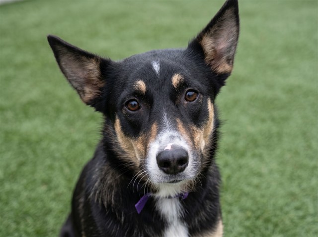 Scooby - Male - Australian Cattle Dog