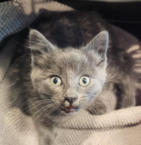  - Female - Domestic SH