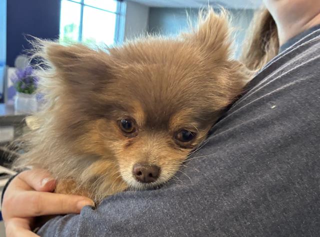  - Female - Pomeranian