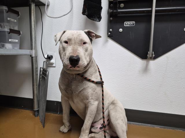 Mckenzie - Male - Bull Terrier