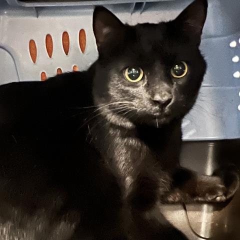 Cannonball - Male - Domestic SH