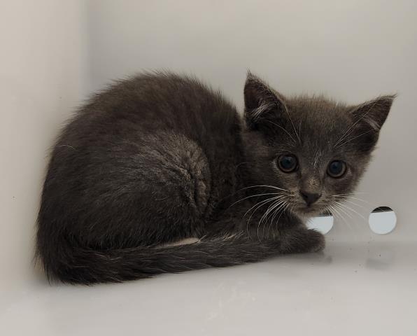 Bandaid - Female - Domestic SH