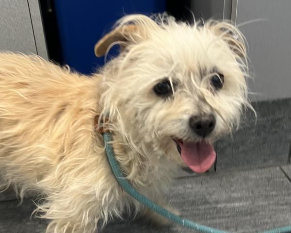 Terri - Female - Terrier