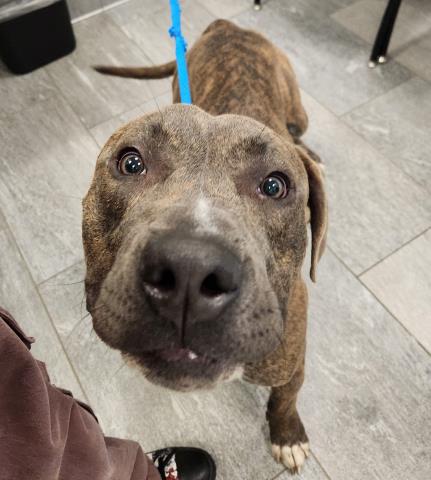 Mr Twinkletoes - Male - Cane Corso-Mix