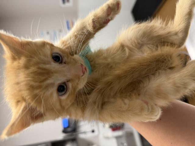 Pacha - Male - Domestic MH