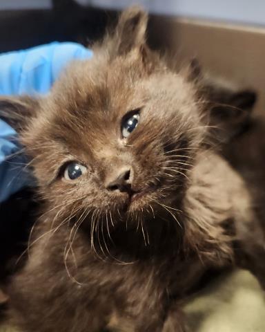 Ivy - Female - Domestic SH