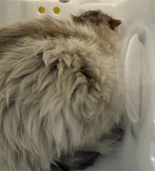 Cooper - Male - Domestic MH