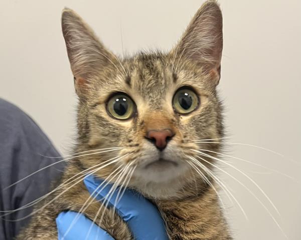 Missy Meerkat - Female - Domestic SH