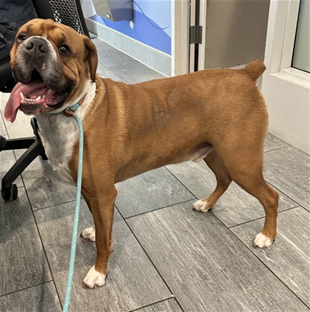 Gustav - Male - Boxer-Chinese Sharpei