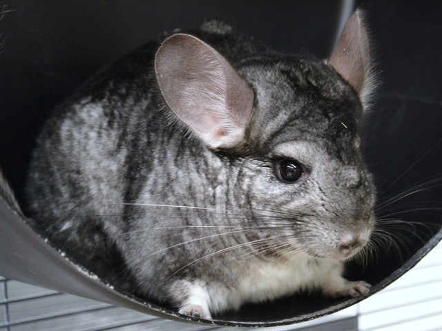 Lola - Female - Chinchilla