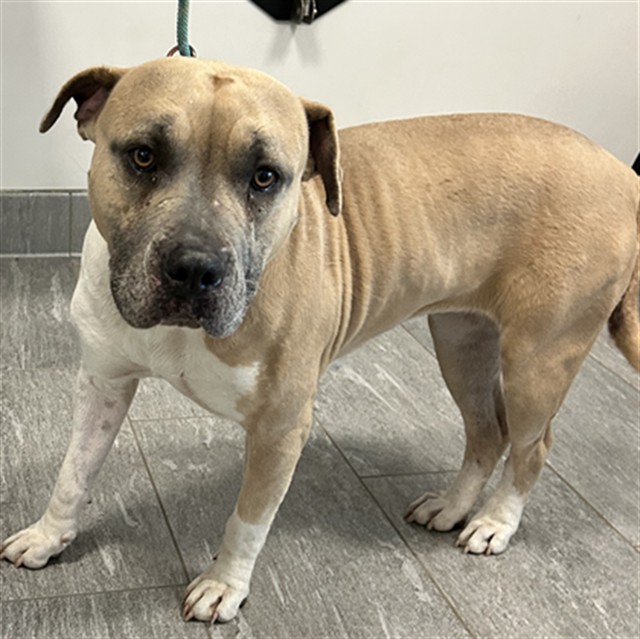 Anya - Female - Pit Bull-Mix