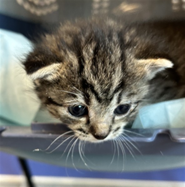  - Female - Domestic SH