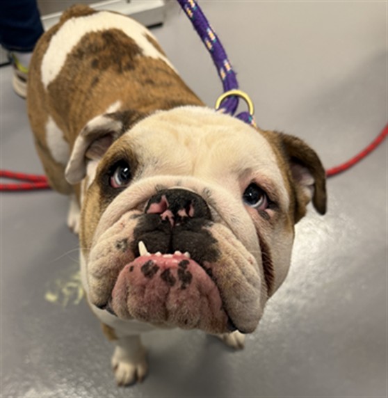 Maggie - Female - English Bulldog-Mix