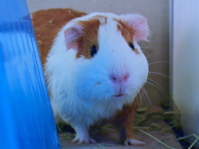 Sky - Female - Guinea Pig