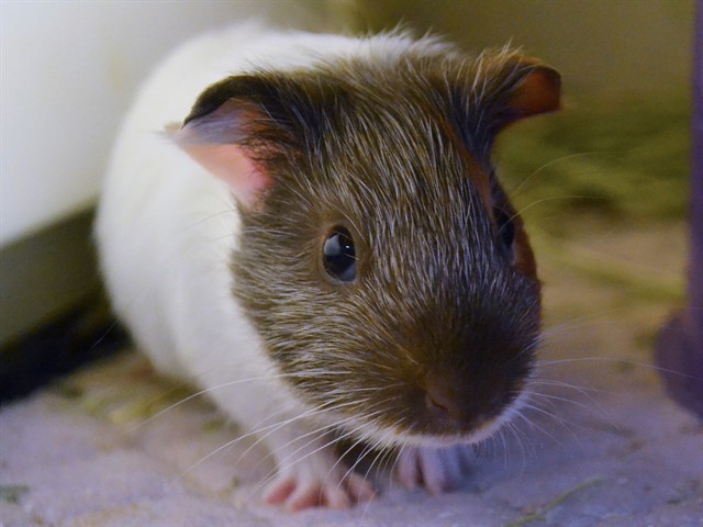 Snapdragon - Male - Guinea Pig