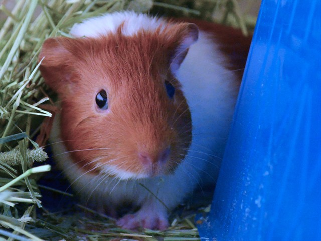 Carnation - Female - Guinea Pig